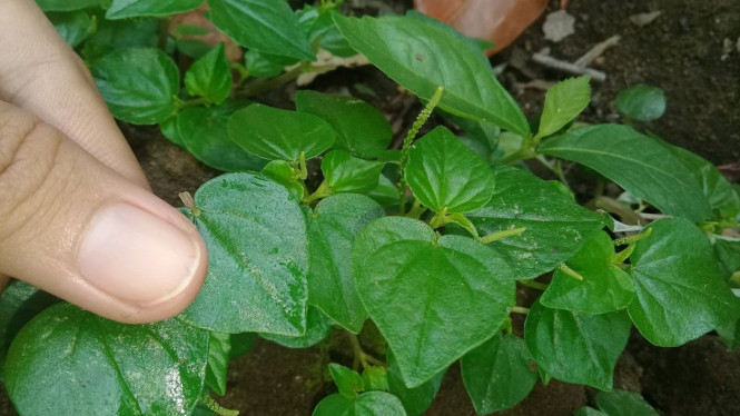 Daun Sirih Cina