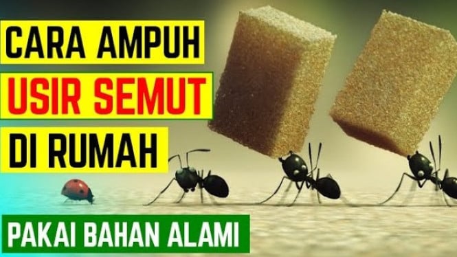 Cara Ampuh Mengusir Semut