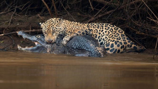 Jaguar Amazon
