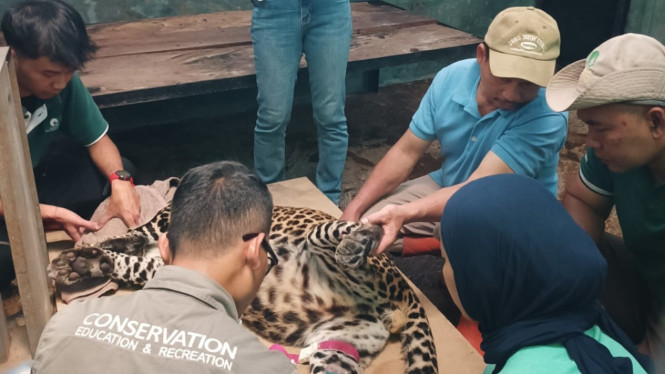 Macan Tutul