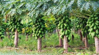 Raup Cuan Melimpah Dari Budidaya Pepaya California, Petani Muda Ini Bagikan Rahasianya!