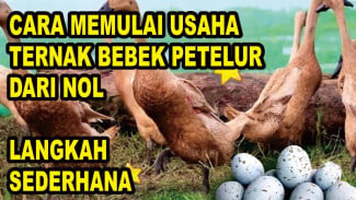 Tips Bisnis Ternak Bebek Petelur dari Nol, Wajib Dipahami Sebelum Mulai Beternak
