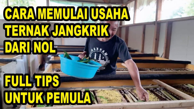 Cara memulai usaha ternak jangkrik