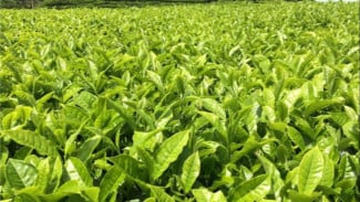 Kebun Teh Tak Dicolek, Lahan Tidur yang Diotak-atik