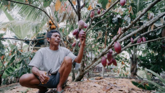 Teknologi Percepat Panen: Alat Modern Dorong Produktivitas Petani Kakao di Lombok Utara