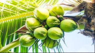 Kelapa Jadi Pilar Ketahanan Pangan