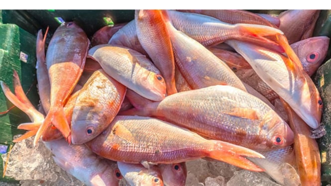 Ilustrasi ikan segar di dalam cold storage.