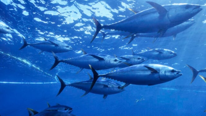 Ilustrasi ikan laut.