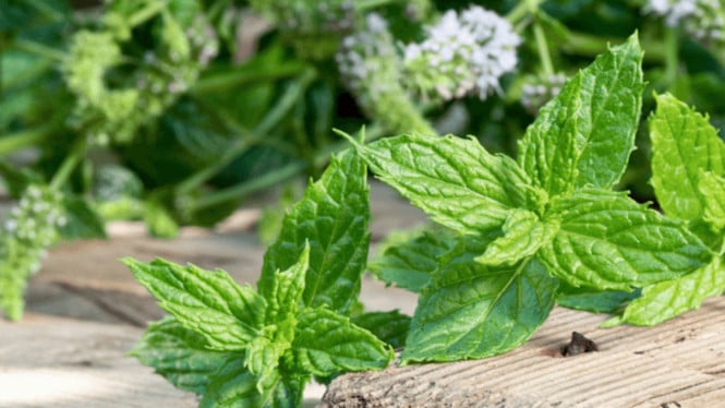 Daun Mint.