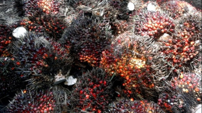 Kelapa sawit.