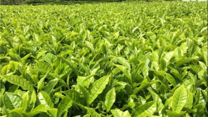 Ilustrasi kebun teh.