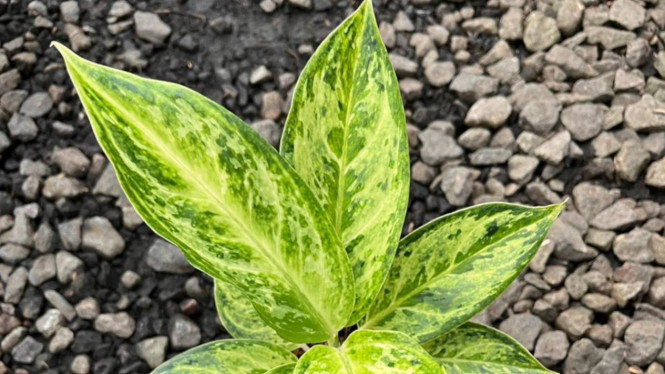 Aglaonema Alanaqu,