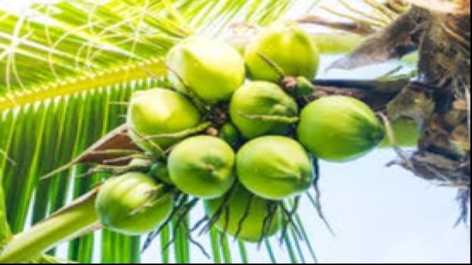 Tanaman kelapa.