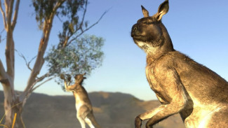 Nombe Nombe, Kanguru Raksasa Hidup di Papua Nugini 50.000 Tahun Lalu