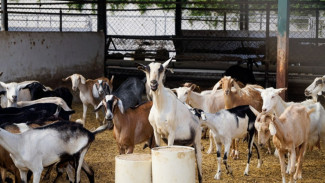 Idul Adha, 5 Daerah Ini Antusias Berkurban Lewat Aplikasi
