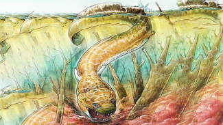 Raksasa Prasejarah: Salamander Raksasa Bergigi Tajam Berkuasa di Perairan Sebelum Dinosaurus