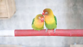 5 Rekomendasi Burung Lovebird Petarung Terbaik: Kicau Merdu dan Warna Cantik