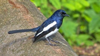 5 Jenis Kacer Pilihan Terbaik dengan Suara Melengking untuk Lomba!