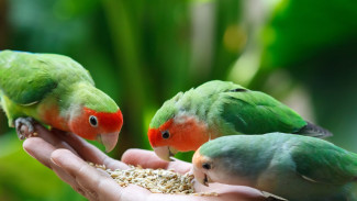 8 Jenis Burung Kicau yang Mudah Dipelihara di Rumah