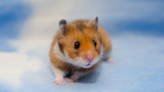 3 Jenis Hamster Peliharaan dan Tips Merawatnya