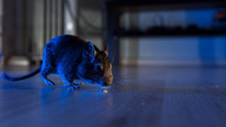 Rahasia Ampuh! Cara Mudah dan Murah Usir Tikus dari Rumah dan Gudang dengan 2 Bahan Alami!