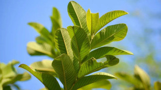 Rahasia Obat Sakit Gigi Alami! Cukup Gunakan Daun Ini, Nyeri Hilang