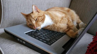 Kenapa Kucing Suka Duduk di Keyboard? Ini Penjelasannya yang Bikin Ngelus Dada