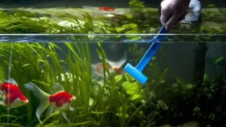 Begini Cara Membersihkan Akuarium agar Ikan Tetap Sehat dan Air Jernih