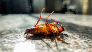 Trik Ampuh Usir Kecoa dengan Bahan Dapur, Rumah Bebas Serangga Tanpa Racun