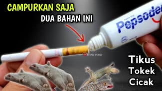 Rahasia Ampuh Mengusir Tokek & Tikus dengan Bahan Sehari-hari