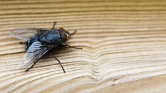 Resep Ampuh Cairan Pengusir Lalat dari Bahan Sehari-hari