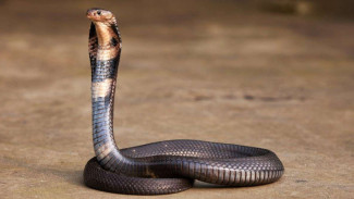 Penanganan Awal Gigitan Ular: Hindari Antibisa dengan Langkah Ini