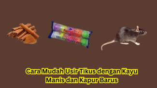 Cara Mudah Usir Tikus dengan Kayu Manis dan Kapur Barus