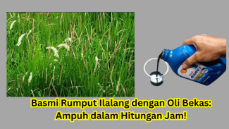 Basmi Rumput Ilalang dengan Oli Bekas: Ampuh dalam Hitungan Jam!
