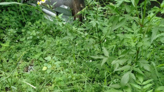 Basmi Rumput Liar Sampai ke Akar dengan Cairan Ini, Efeknya Dahsyat!