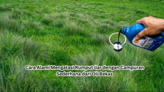 Cara Alami Mengatasi Rumput liar dengan Campuran Sederhana dari Oli Bekas
