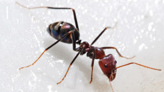 Dijamin Ampuh! Ramuan Pengusir Semut yang Bisa Kamu Buat Sendiri