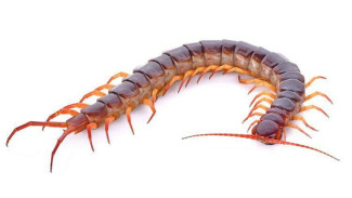 Tips Jitu Mengusir Kelabang agar Rumah Tetap Nyaman dan Bersih