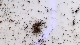 Tips Alami Basmi Semut dengan Garam dan Deterjen Bubuk