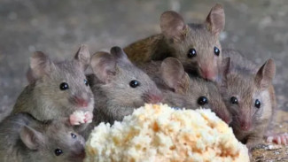 Solusi Alami Basmi Tikus di Rumah, Praktis dan Aman!