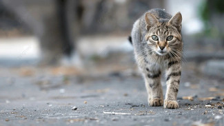 Tips Sederhana Usir Kucing Liar dari Rumah dengan Bahan Dapur