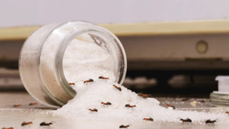 Pengusir Semut Paling Ampuh dengan Bahan-bahan Sehari-hari