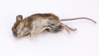 Dapur Bebas Tikus! Begini Cara Membuat Racikan Pengusir Tikus dari Bahan Rumah