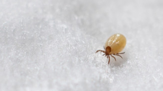 Rahasia Bebas Tungau! Simak Tips Membersihkan Kasur agar Tidur Makin Nyenyak