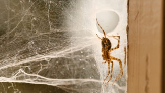 Cara Mudah Hilangkan Laba-Laba di Rumah, Pakai Bahan Dapur yang Tak Terduga!