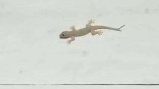 Cicak Hilang Seketika! Gunakan Ramuan Murah Ini, Gak Perlu Semprot Racun