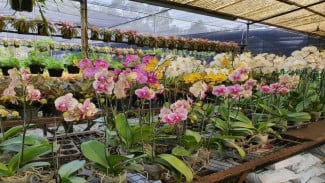 10 Rahasia Mudah Merawat Anggrek agar Selalu Tumbuh dan Berbunga Indah