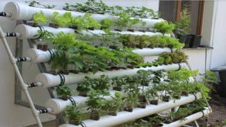 Panduan Lengkap Menanam Tanaman Hidroponik di Rumah: Mudah, Praktis, dan Cocok untuk Pemula!