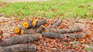 Jangan Panggil Tukang! Cara Menebang Pohon Sendiri di Rumah dengan Aman