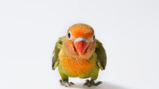 7 Langkah Melatih Lovebird Free Fly agar Cepat Terbang Bebas (Penting!)